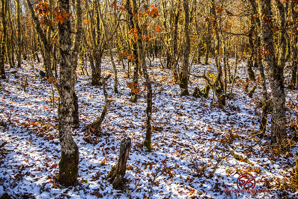Through the woods