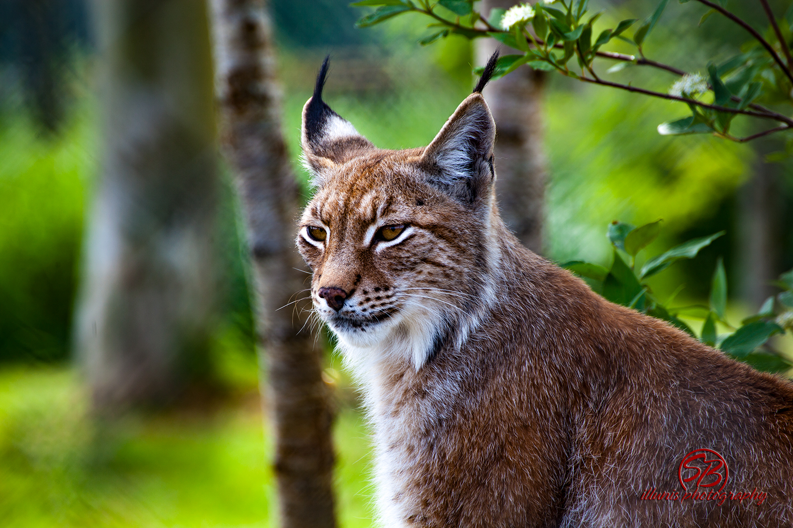  Scottish Wildlife