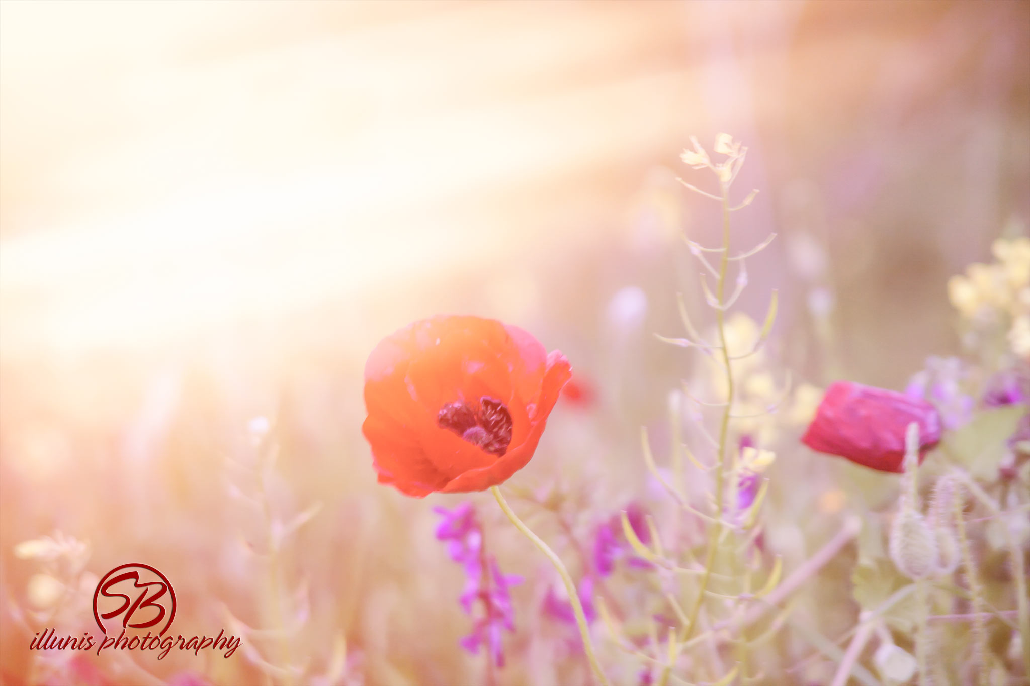 Poppy