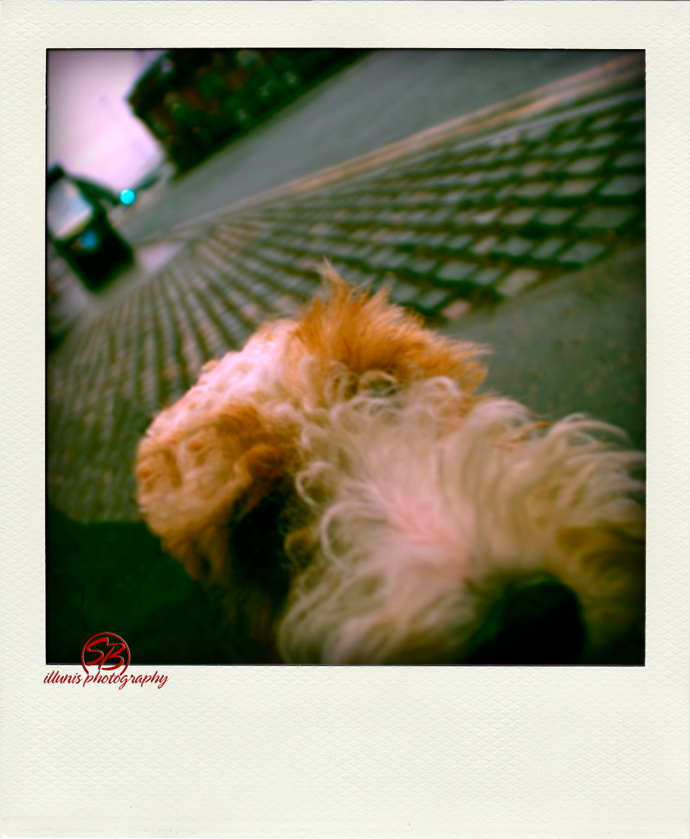 IMG 0311 pola02