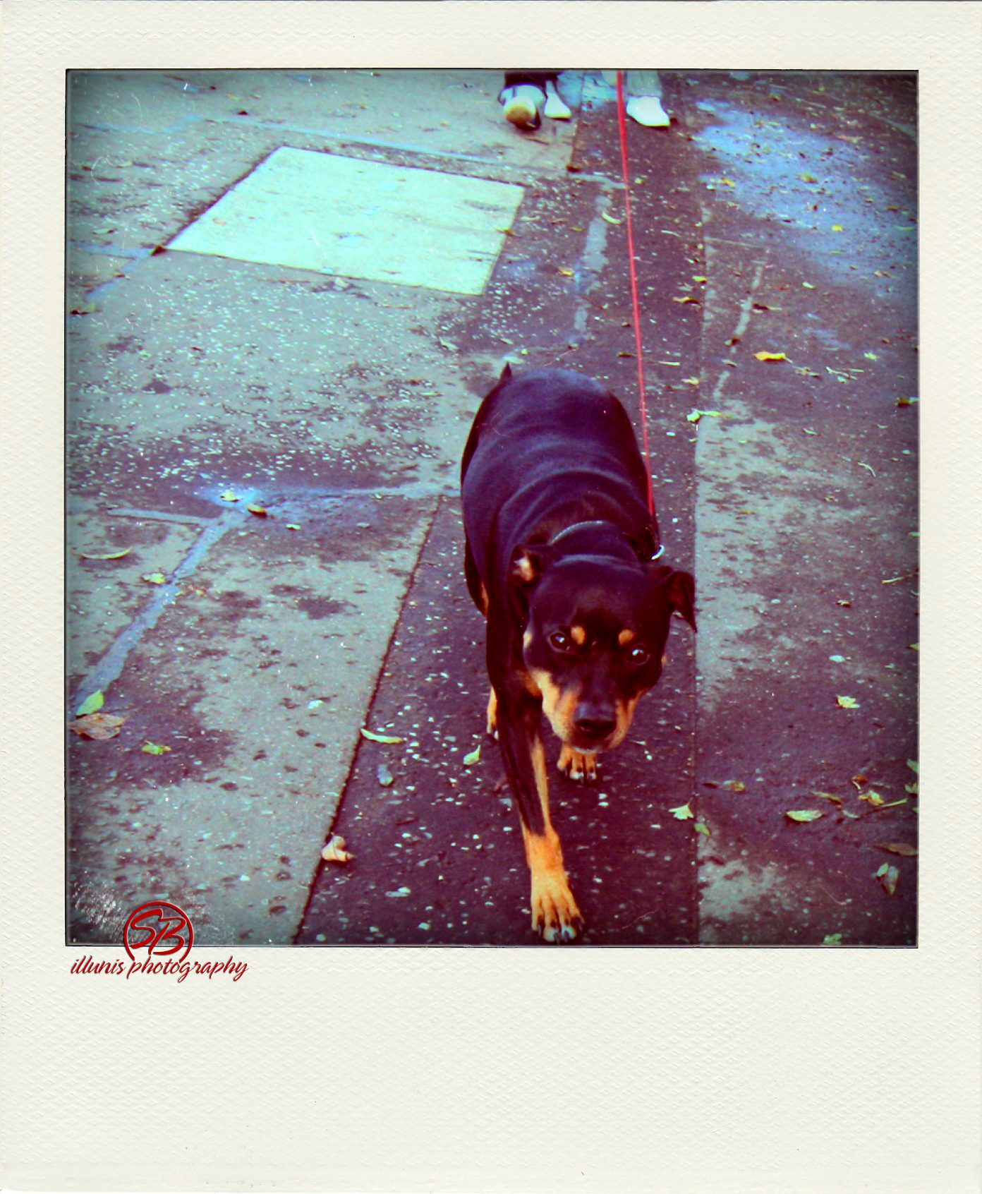 IMG 8627 pola02